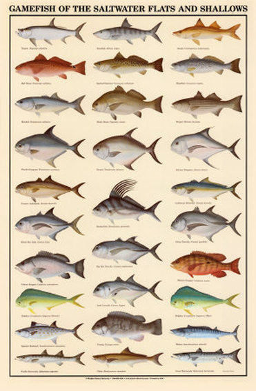 type of freshwater fish